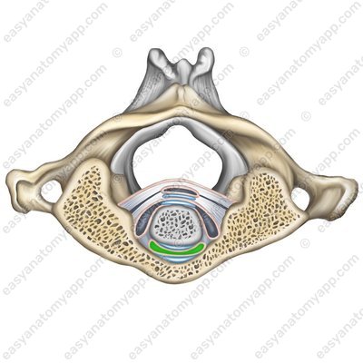 Median atlanto-axial joint (art. atlantoaxialis mediana)